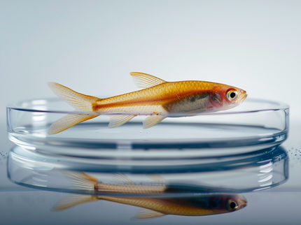 Linda Meißner, étudiante à Bremerhaven, fait pousser des cellules de poisson en laboratoire