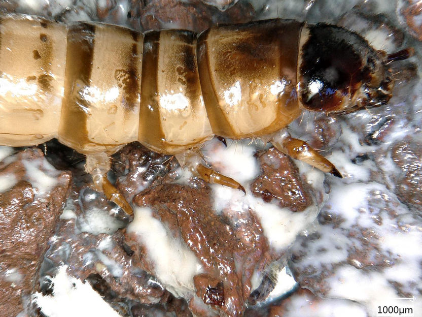 Biologischer Abbau von Mikroplastik durch „PlasticWorms“ - Schadstofffreie Biomasse und mikroplastikfreies Wasser für Mensch und Umwelt