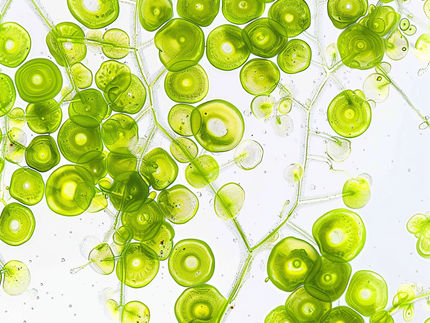 Wie Algen ihr Zellwachstum optimieren