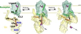 Des biophysiciens décryptent la fonctionnalité d'un récepteur liant l'adrénaline