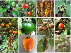 New tomato, potato family tree shows that fruit color and size evolved together