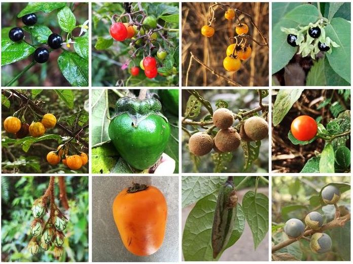 Un nuevo árbol genealógico del tomate y la patata demuestra que el color y el tamaño del fruto evolucionaron juntos - Un estudio aclara cómo pudieron evolucionar diversos frutos de un grupo de la familia de las solanáceas