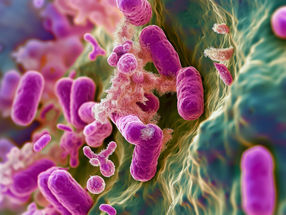 Unlocking the world of bacteria