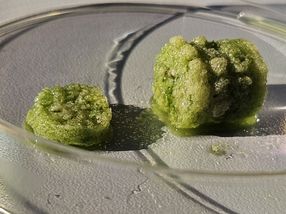 Béton biologique et matériaux de construction biogènes à base de cyanobactéries