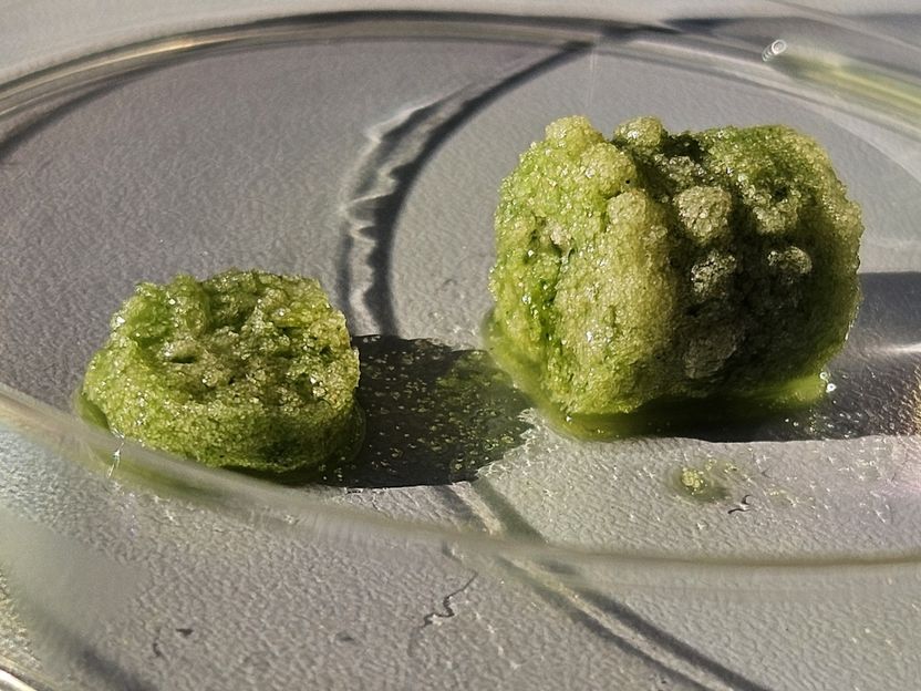 Bio-concrete and biogenic construction materials with cyanobacteria - Transitioning to climate-friendly construction