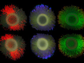 Paillettes bactériennes : de nouvelles découvertes ouvrent la voie à des technologies de coloration durables