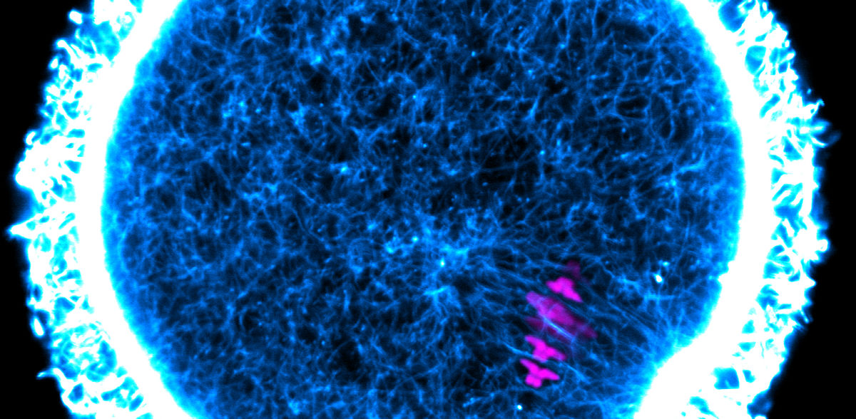 © Melina Schuh / Max-Planck-Institut für Multidisziplinäre Naturwissenschaften