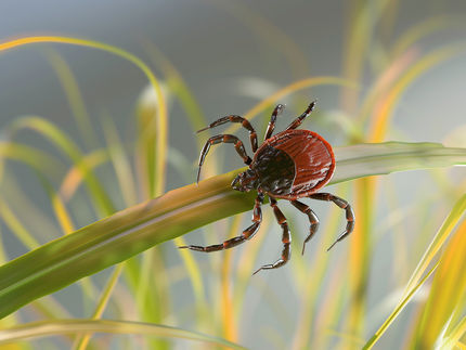 Diagnóstico más rápido de la neuroborreliosis mediante biomarcadores