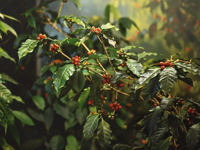 Nestlé strengthens coffee supply with new Arabica variety