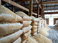 L'épidémie de contamination des cultures au Kenya incite un étudiant diplômé à améliorer le stockage du riz