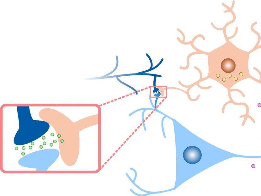 How star-shaped cells increase flexible learning - Researchers solve the hidden mystery of the role of astrocytes in learning processes and memory in the brain