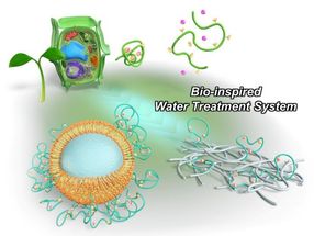 Polymères d'inspiration végétale pour la purification de l'eau