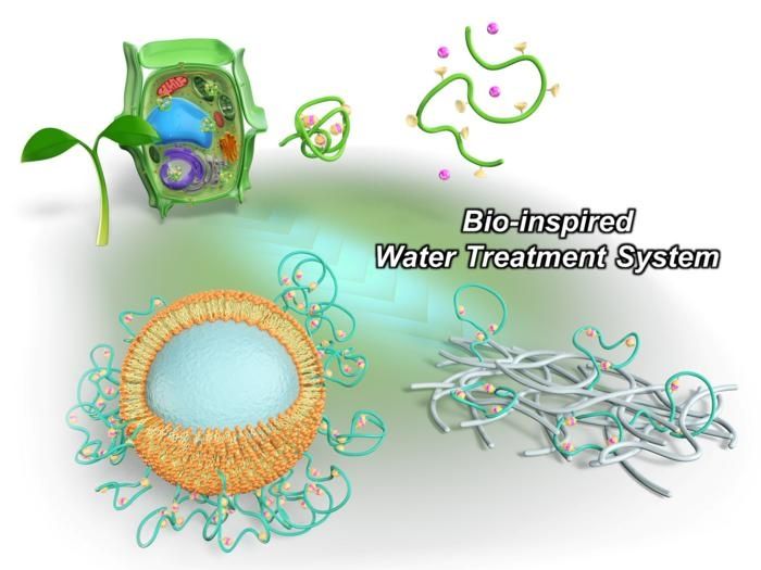 2024 Nakahata et al., Hyperconfined Bio-Inspired Polymers in Integrative Flow-Through Systems for Highly Selective Removal of Heavy Metal Ions. 2024 Nature Communications