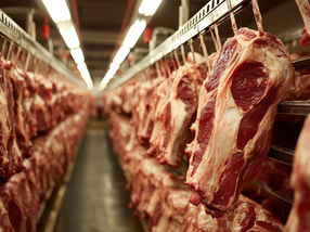 Germany: Meat production increased in the first half of 2024