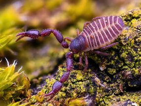 Book scorpion venom also effective against hospital germs