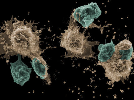 MPI für Immunbiologie