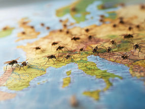 Verbesserte Prognose von Malaria-Ausbreitung
