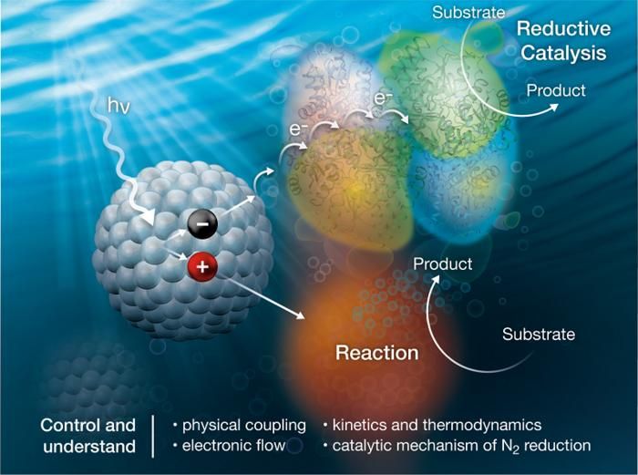 Powering enzymes with light to make ammonia - Scientists examine how molecular systems made of nanocrystals and proteins support the production of ammonia using light.