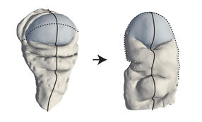 A New Mechanism for Shaping Animal Tissues