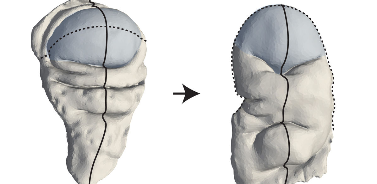 Fuhrmann et al., Science Advances 2024, MPI-CBG