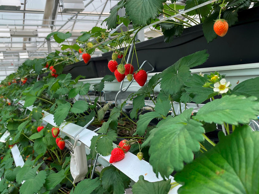 KI-gesteuerte Produktion von Beerenfrüchten durch neue Sensorsysteme