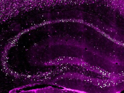 Le cerveau crée trois copies pour un seul souvenir