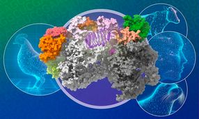 New insights on how bird flu crosses the species barrier