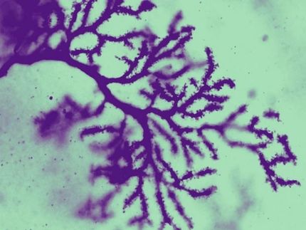 Knocking out one key gene leads to autistic traits