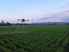 Les chenilles de la noctuelle menacent les récoltes de haricots