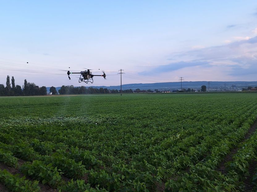Owl caterpillars threaten bean harvests - Hilcona: Drone use with biocompatible crop protection products as a possible solution