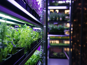 Vertical Farming – ein Beitrag zur Proteinversorgung der wachsenden Weltbevölkerung