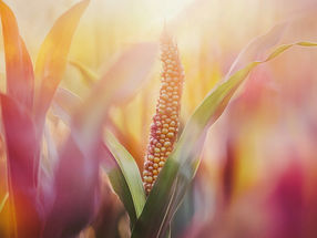 Illinois researchers develop near-infrared spectroscopy models to analyze corn kernels, biomass