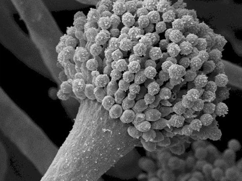 Fungal infection: A protein weakens the immune system - Aspergillus fumigatus uses a surface protein of its spores to slow down the human immune system