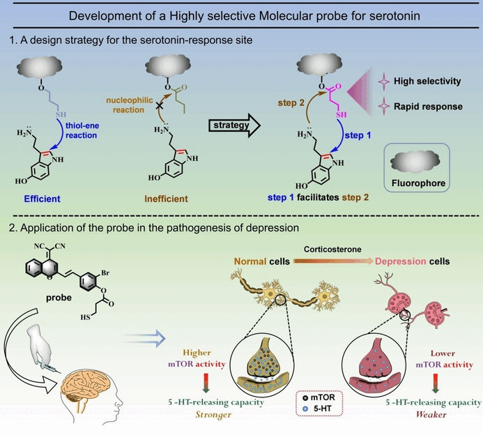 Der Depression auf der Spur - Fluoreszenz-Bildgebung mit molekularer Sonde weist Serotonin spezifisch nach