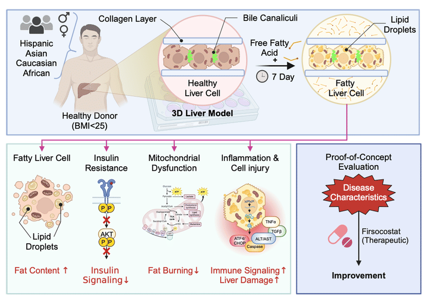 Image created using BioRender, Kwon Y et al.