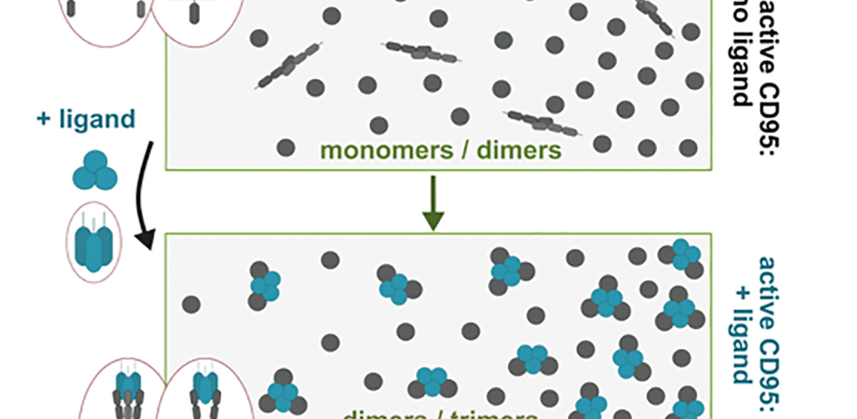 What triggers the programmed cell death mechanism?