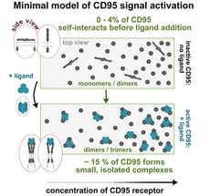 What triggers the programmed cell death mechanism?