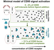 What triggers the programmed cell death mechanism?