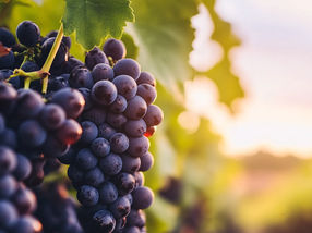 New grape hybrids: Researchers unite Muscadines and Vitis vinifera