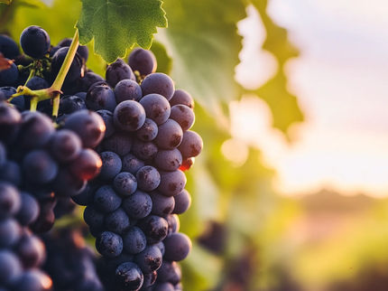 Neue Traubenhybriden: Forscher vereinen Muscadine und Vitis vinifera
