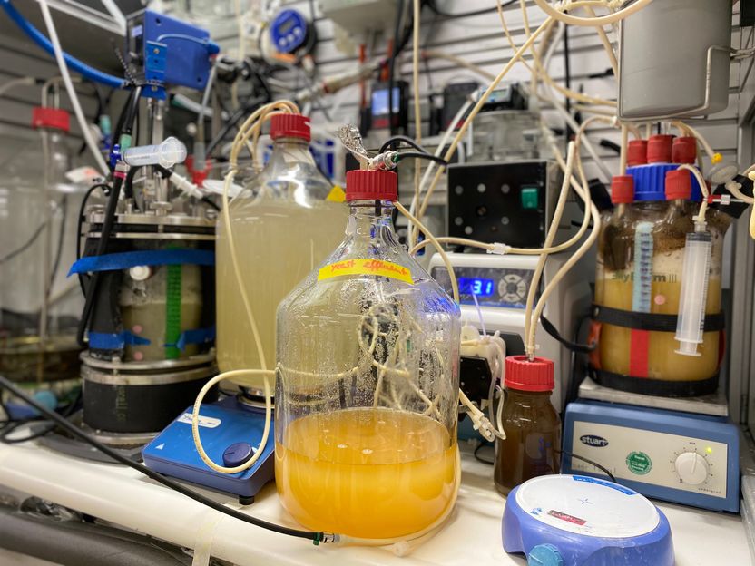 Energie zu Vitamin: Mikroben produzieren Folsäure aus einfachen Grundzutaten - Biotechnologisches Team der Universität Tübingen erhält wertvolles Nebenprodukt bei der Proteinherstellung