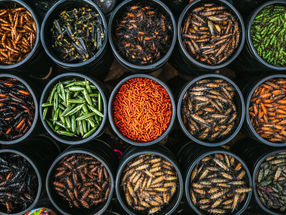 Les insectes comestibles sont prometteurs en tant que source nutritionnelle durable