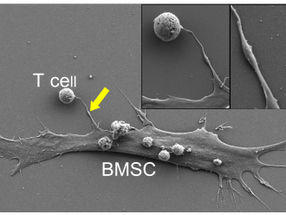 Interzellulärer Mitochondrientransfer stärkt Krebsimmuntherapien