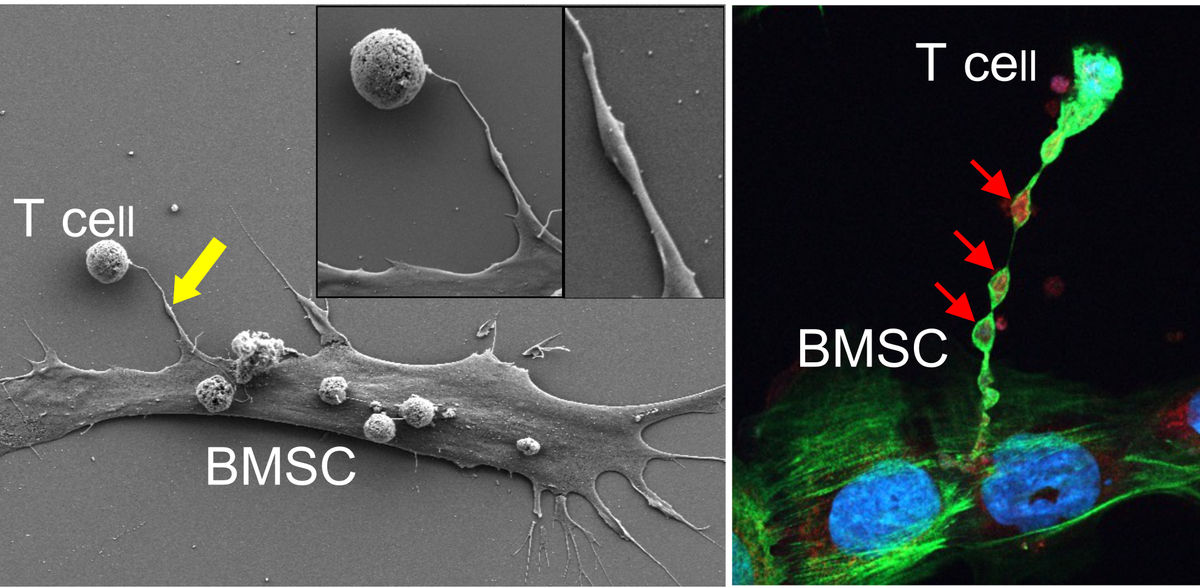 Leveraging intercellular mitochondria transfer to boost cancer immunotherapies