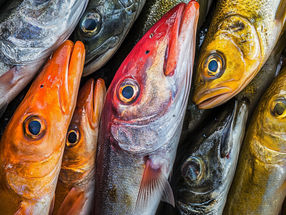 Biotechnologie : "Nos cellules sont de véritables poissons"