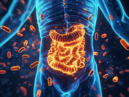 Le microbiome intestinal influence la localisation des cellules immunitaires