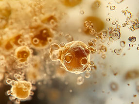 Neue Strategien zur Bekämpfung der Biofilmbildung in der Lebensmittelindustrie zur Verbesserung der Lebensmittelsicherheit