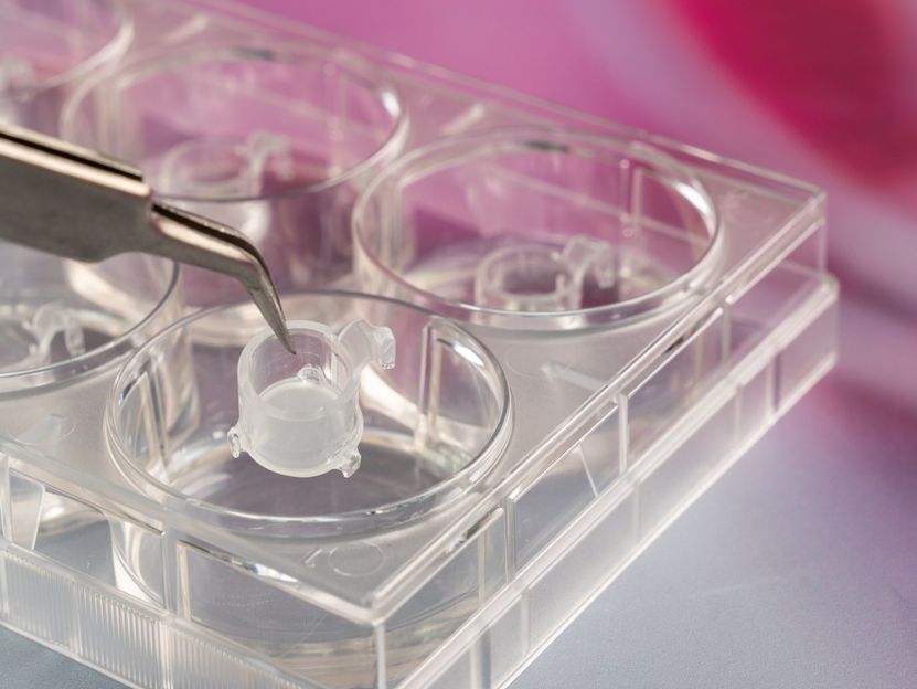 Reporterhaut: In-vitro-Haut macht Zellreaktion auf Testsubstanz in Echtzeit messbar - Chemikalien und Kosmetika sicher testen ohne Tierversuche