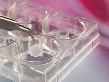 Reporterhaut: In-vitro-Haut macht Zellreaktion auf Testsubstanz in Echtzeit messbar