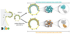 © Nature Structural & Molecular Biology / Obr et al.